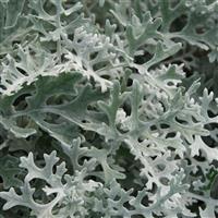 Silver Plated Dusty Miller Maritima
