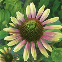 Echinacea purpurea Green Envy