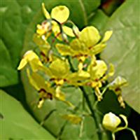 Epimedium Perralchicum Frohnleiten