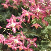 Epimedium Rubrum 