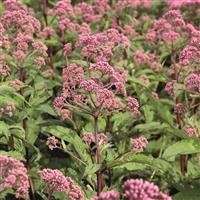 Eupatorium Maculatum Atropurpureum