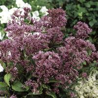 Eupatorium Phantom