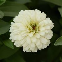 Double Zahara™ White Zinnia