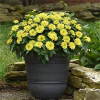Double Zahara™ Yellow Zinnia