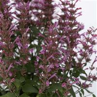 Agastache mexicana Summerlong™ Lilac