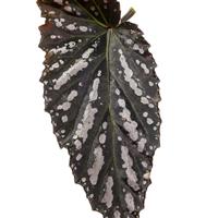Raising Cane White Begonia