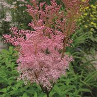 Filipendula Rubra Venusta