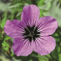 Geranium endressii x psilostemon Patricia