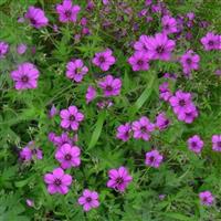 Geranium endressii x psilostemon Patricia