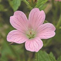 Geranium endressii Wargrave Pink