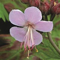 Geranium macrorhizum Ingwersens Variety