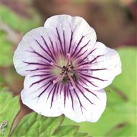 Geranium wallichianum Crystal Lake