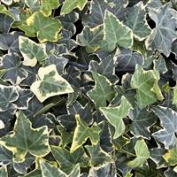 Hedera helix Goldchild
