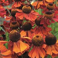 Helenium Moerheim Beauty