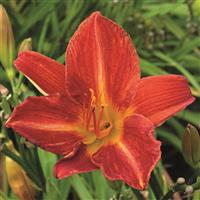 Hemerocallis Anzac