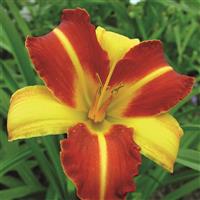 Hemerocallis Frans Hals