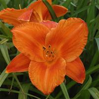 Hemerocallis Mauna Loa