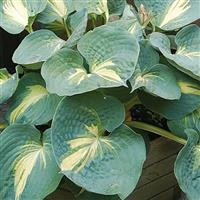 Hosta Sieboldiana Thunderbolt
