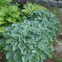 Hosta Blue Cadet
