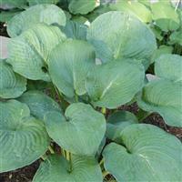 Hosta Bressingham Blue