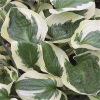 Hosta Brim Cup