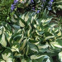 Hosta Fire & Ice