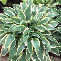 Hosta Wolverine