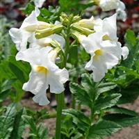 Incarvillea delavayi Snowtop