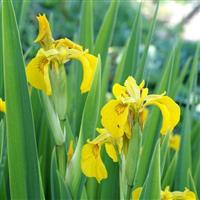 Iris pseudacorus Variegata