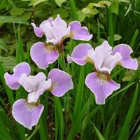 Iris sibirica Dance Ballerina Dance