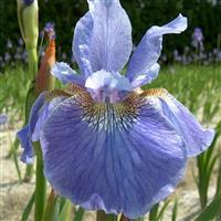 Iris sibirica Welcome Return