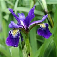 Iris versicolor Gerald Darby