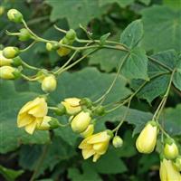 Kirengeshoma palmata 