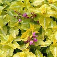 Lamium maculatum Aureum
