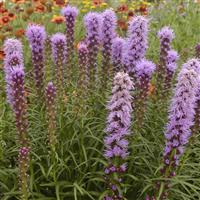 Liatris spicata Kobold Original