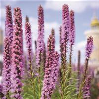 Liatris spicata 