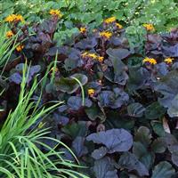 Ligularia dentata Britt-Marie Crawford