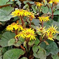 Ligularia dentata Desdemona