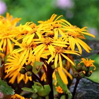 Ligularia dentata Othello