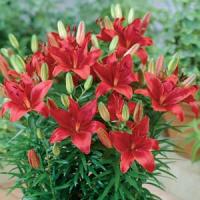 Lily Asiatic Partner