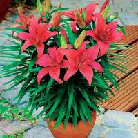 Lily Asiatic Black Bird