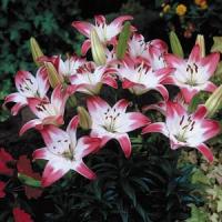 Lily Asiatic Lollypop