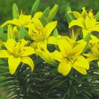 Lily Asiatic Pixie Butter