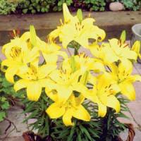 Lily Asiatic Pixie Bright