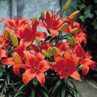 Lily Asiatic Pixie Crimson
