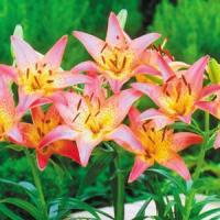 Lily Asiatic Pixie Pink