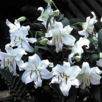 Lily Oriental Casablanca