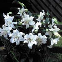 Lily Oriental Casablanca