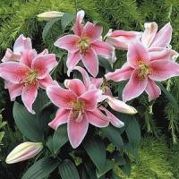 Lily Oriental Mona Lisa