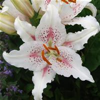 Lily Oriental Muscadet